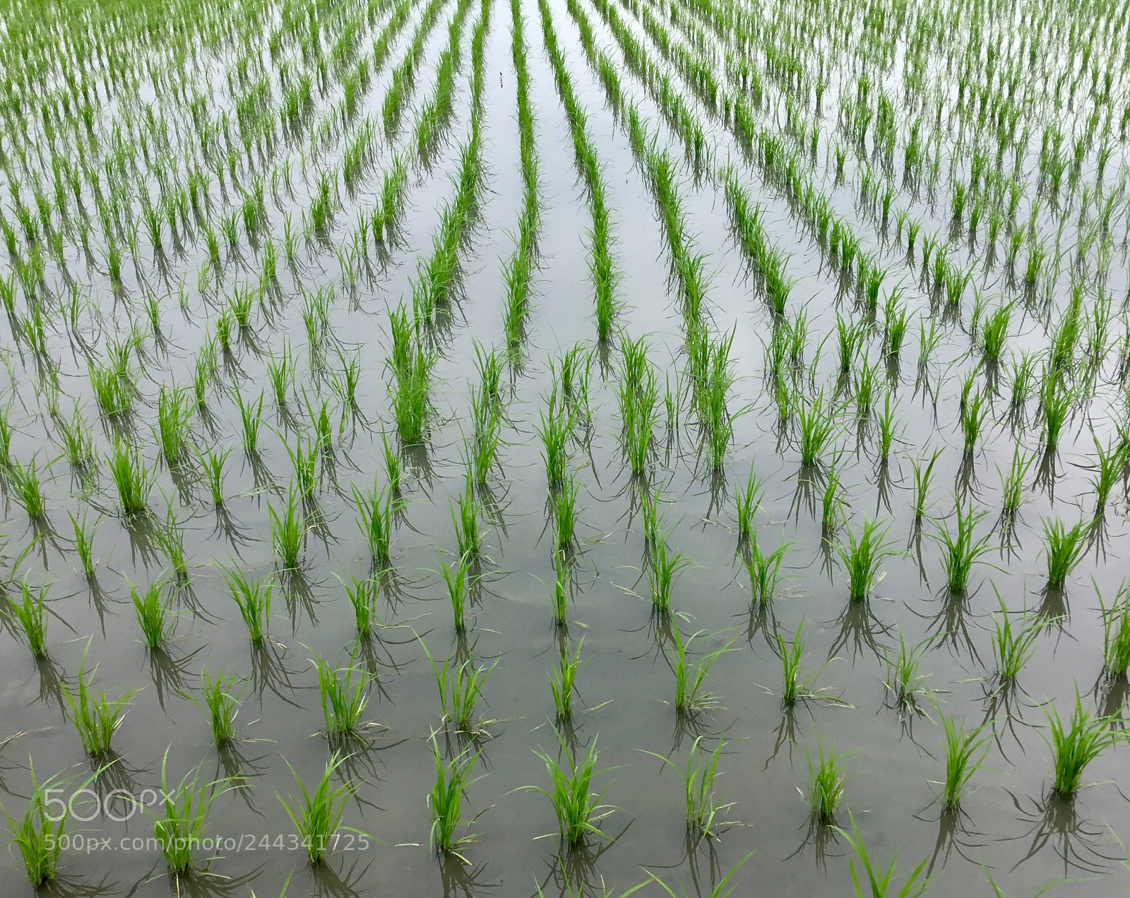 Apple iPad sample photo. Rice paddy photography