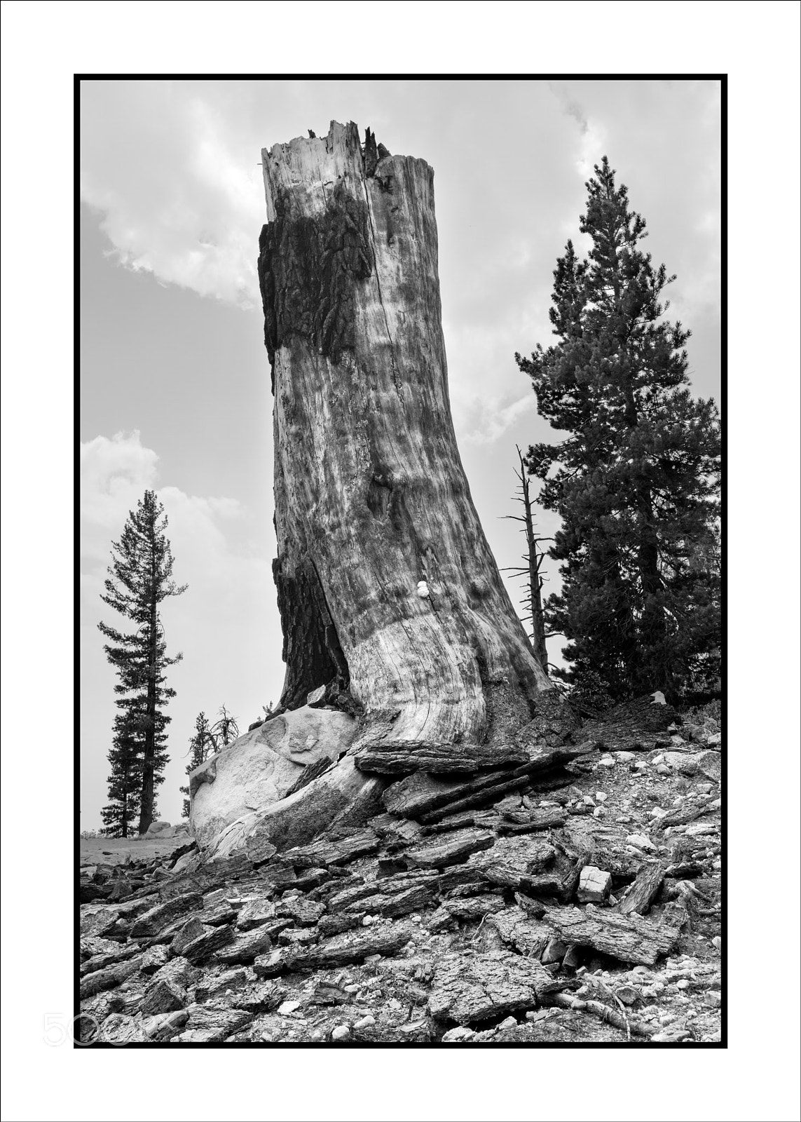 Fujifilm X100F sample photo. Tronco (california) photography
