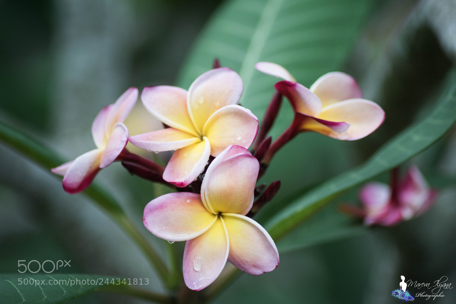Nikon D810 sample photo. Untitled photography