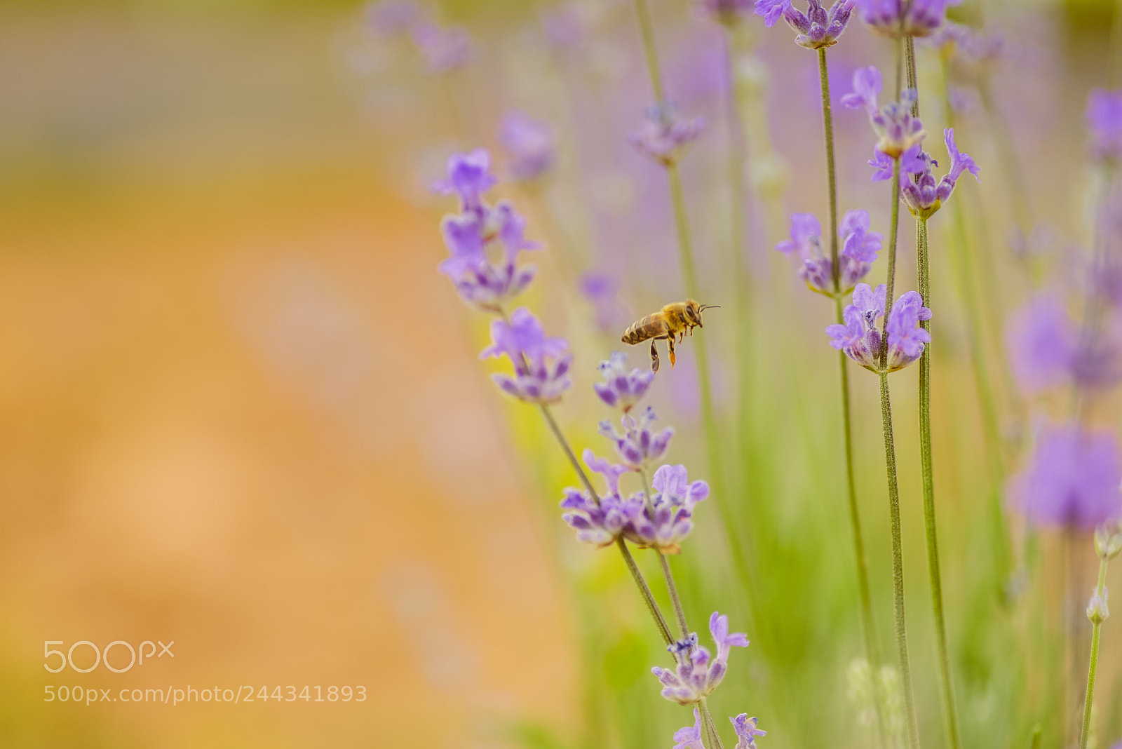 Nikon D610 sample photo. Bee&lavender love. photography