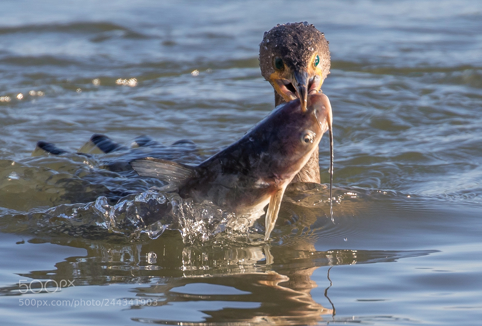 Canon EOS 7D Mark II sample photo. Cormorant caught a big photography