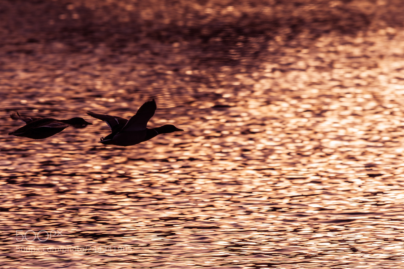 Nikon D500 sample photo. Two mallard ducks flying photography