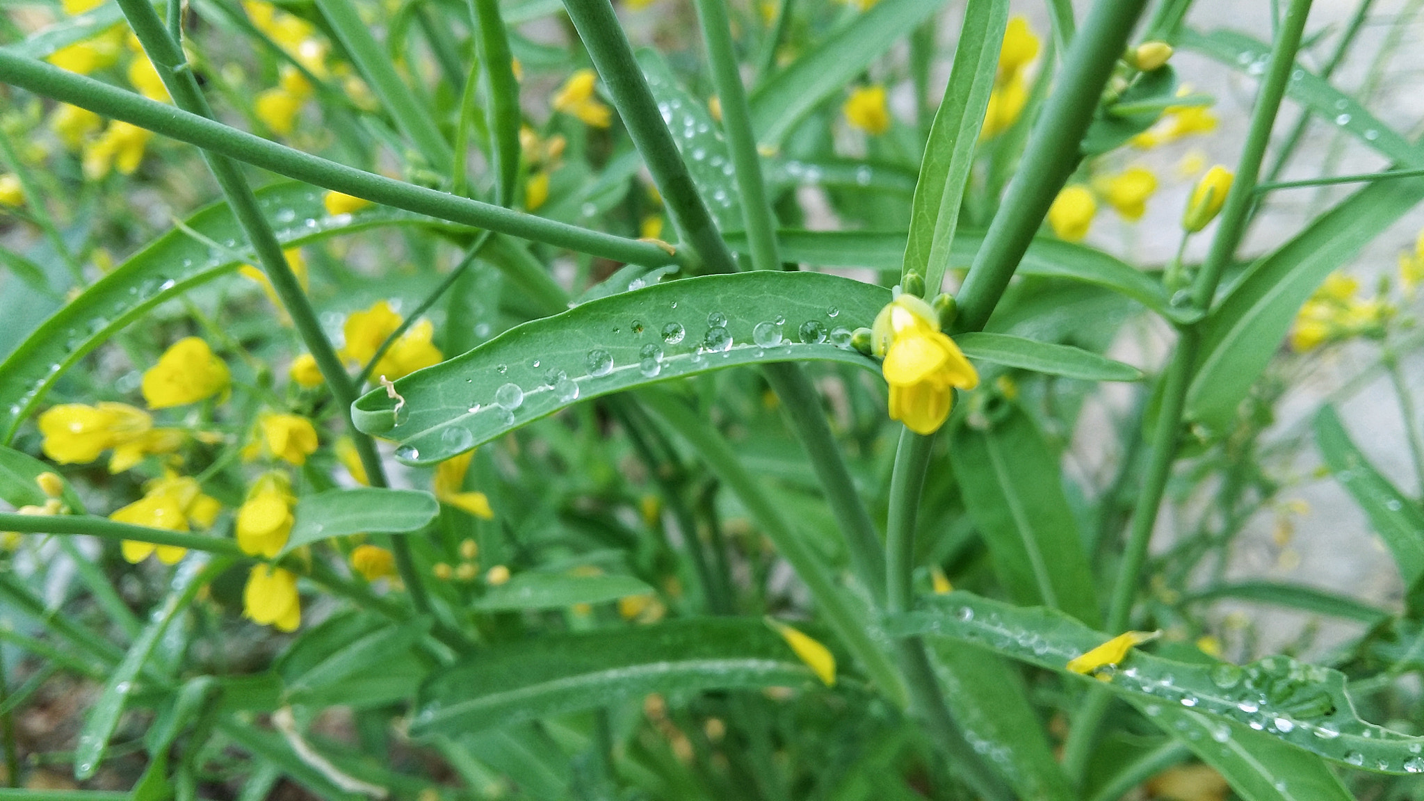 Samsung Galaxy A7 sample photo