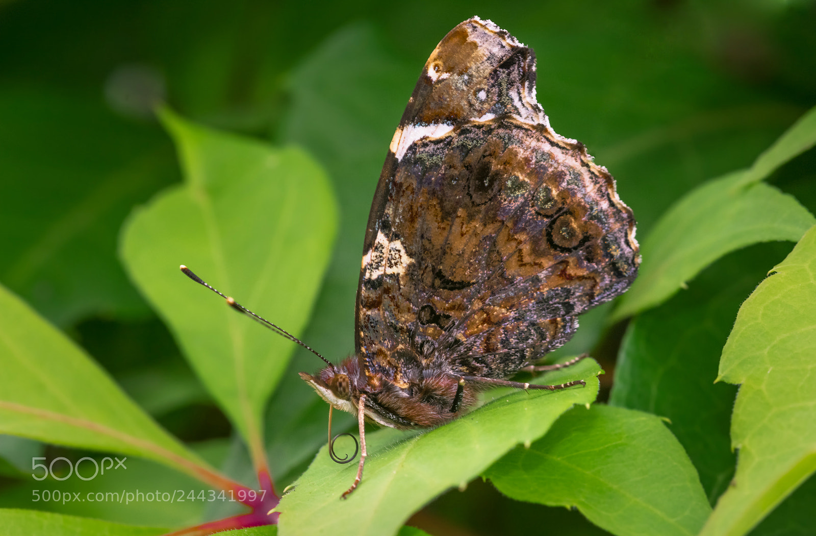Nikon D7100 sample photo. Red admiral (vanessa atalanta) photography