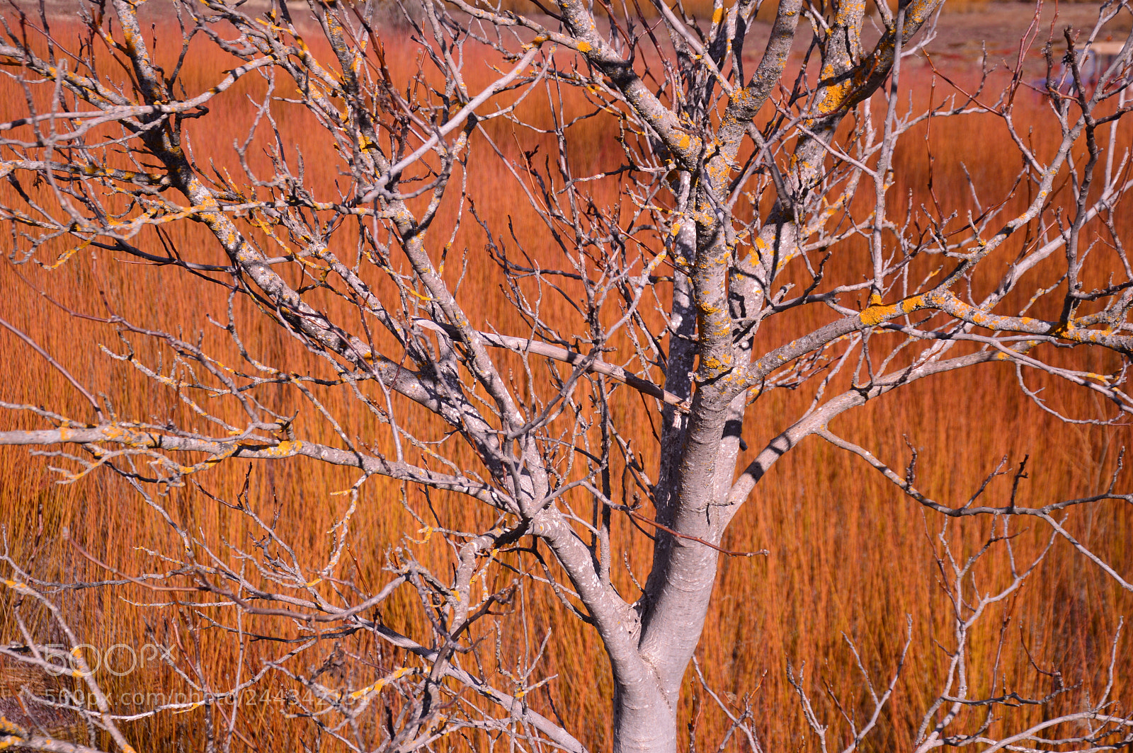 Nikon D3200 sample photo. Contrastes de invierno photography