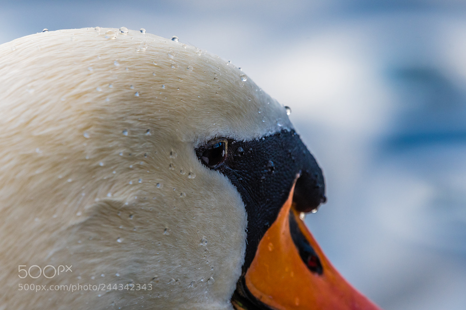 Nikon D500 sample photo. Detailed portrait of swan photography