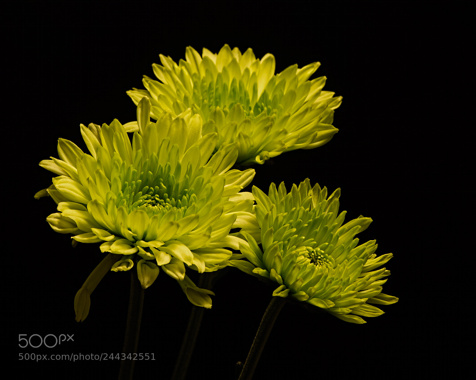 Nikon D810 sample photo. Three green mums photography