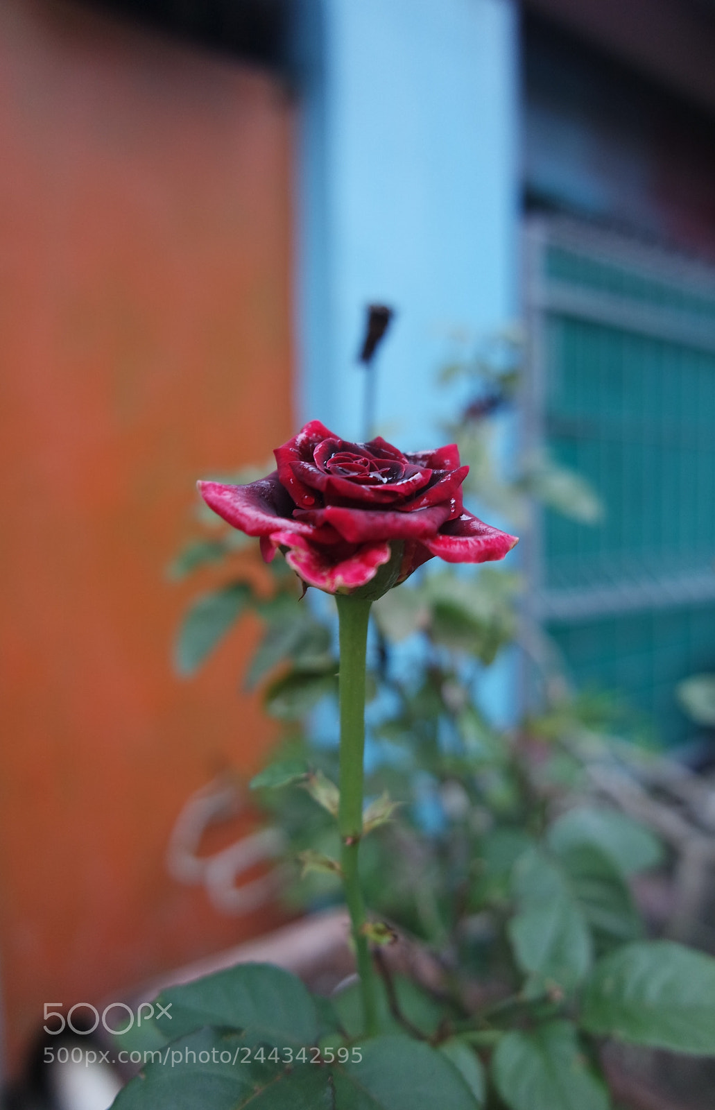 Samsung NX3000 sample photo. Rainy roses photography