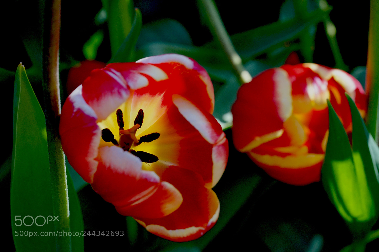 Sony a7 II sample photo. Tulip photography