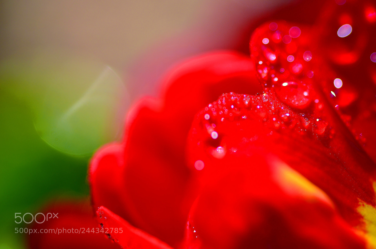 Nikon D3200 sample photo. Macro nature......flower 03 photography