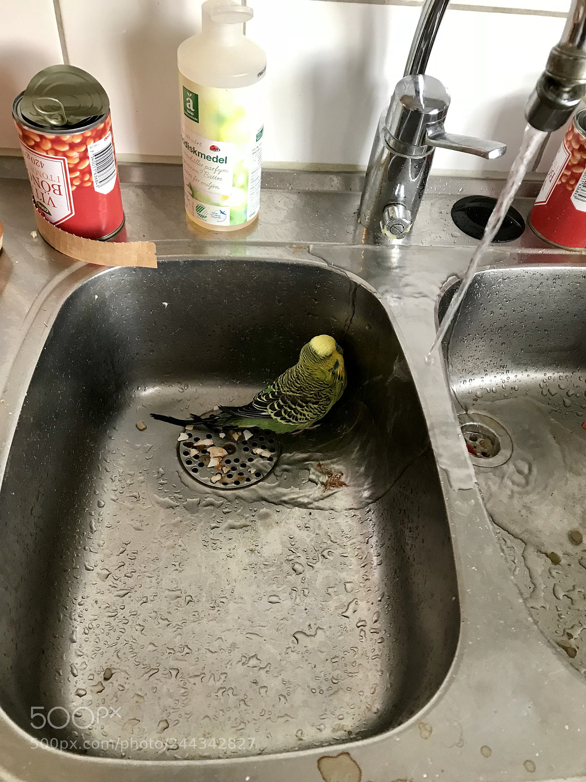 Apple iPhone 7 Plus sample photo. My budgie is having photography