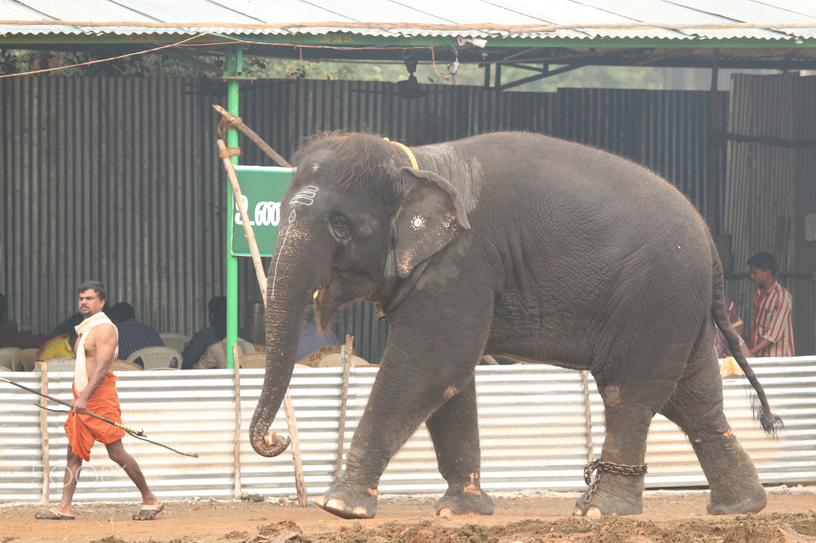 Canon EF 100-400mm F4.5-5.6L IS USM sample photo. Elephant photography
