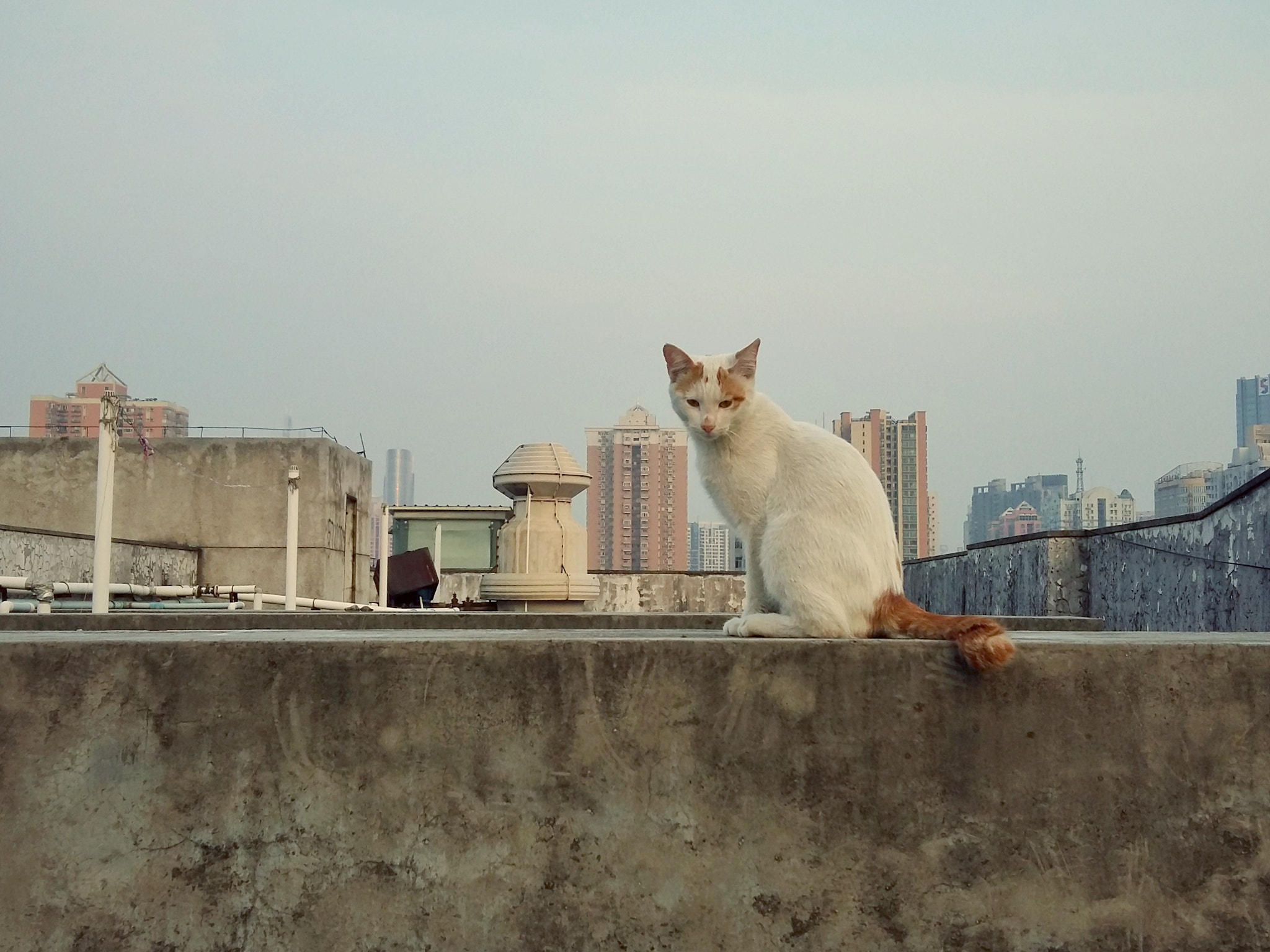 Samsung Galaxy A7 sample photo
