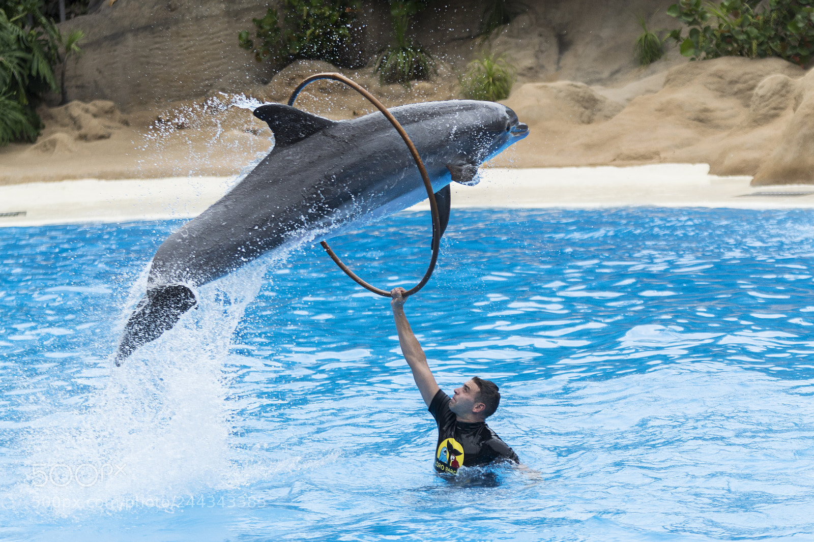 Nikon D3100 sample photo. Fly dolphin photography