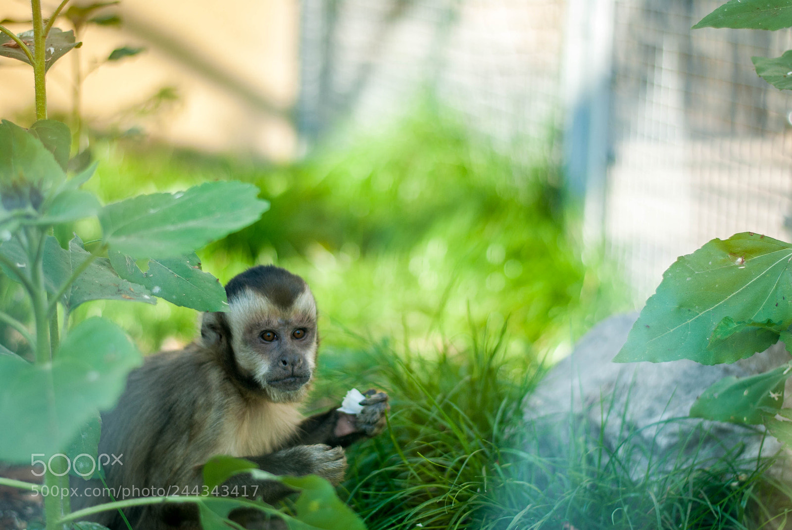 Nikon D3000 sample photo. Daily cuteness photography