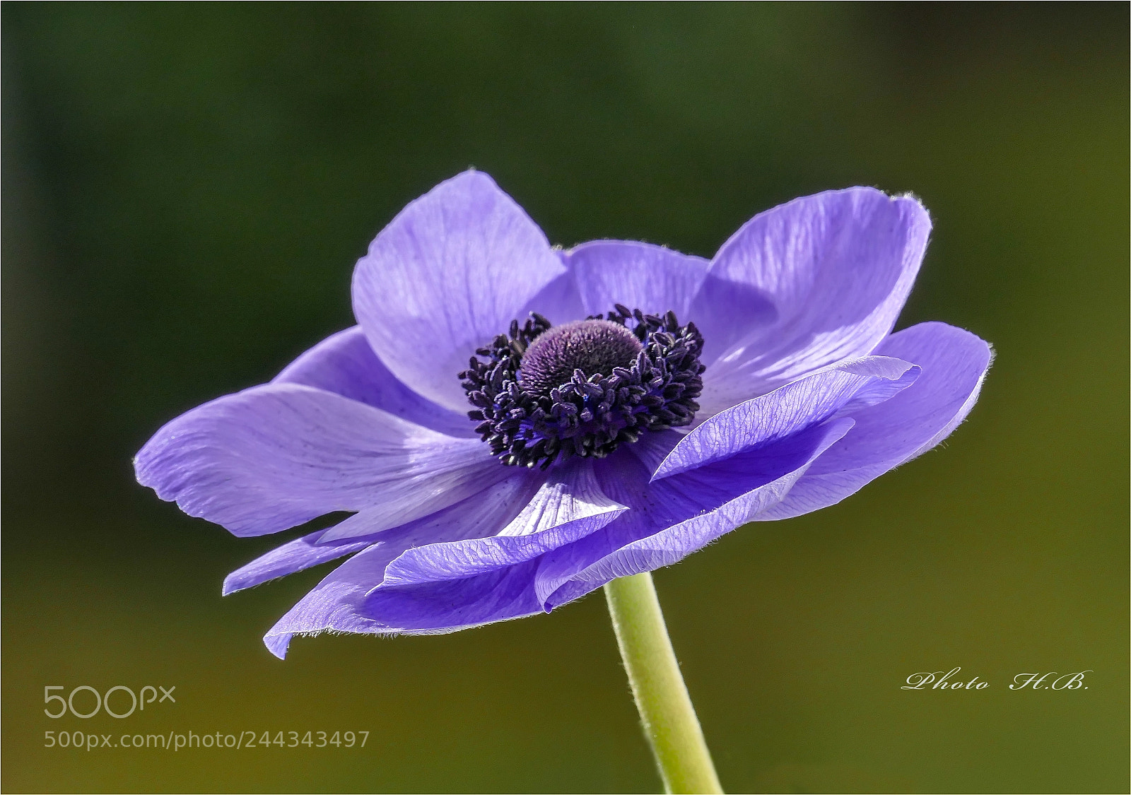 Panasonic Lumix DMC-FZ1000 sample photo. Anemone photography