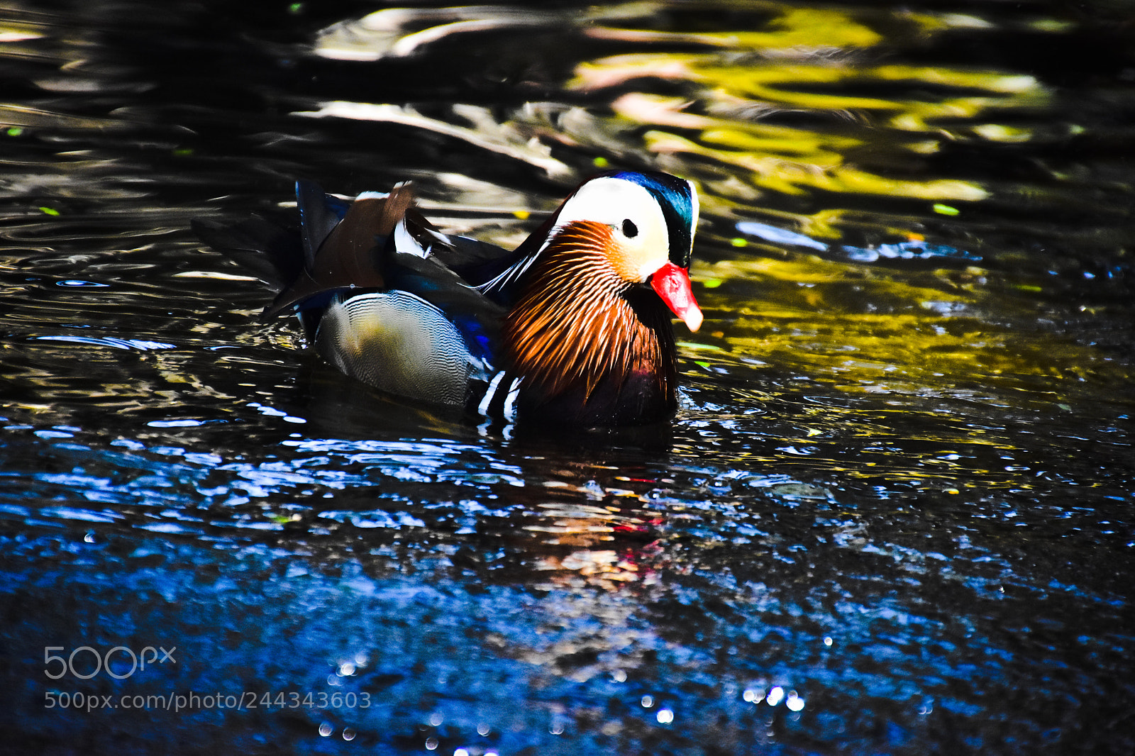 Nikon D7200 sample photo. Mandarin duck photography