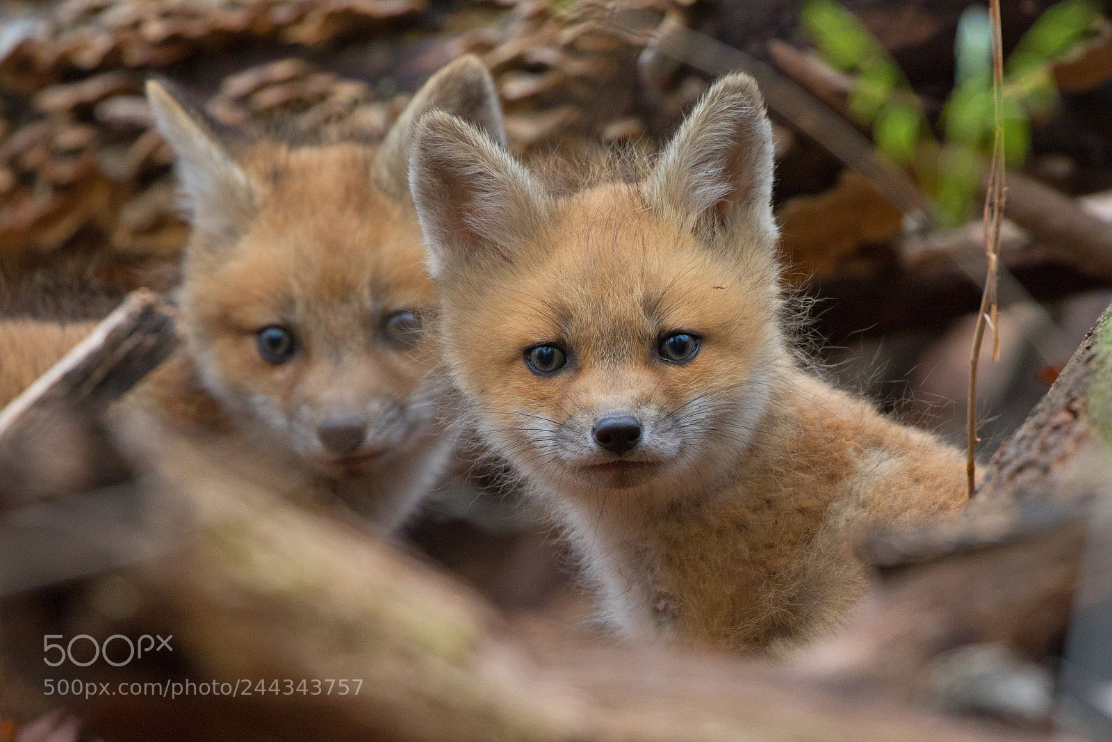 Canon EOS 7D Mark II sample photo. Fox cub pair faces photography