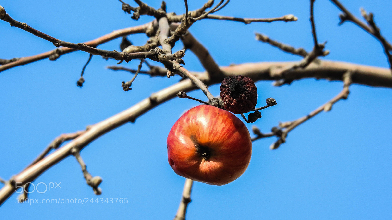 Nikon Coolpix P900 sample photo. Lonely apple in the photography