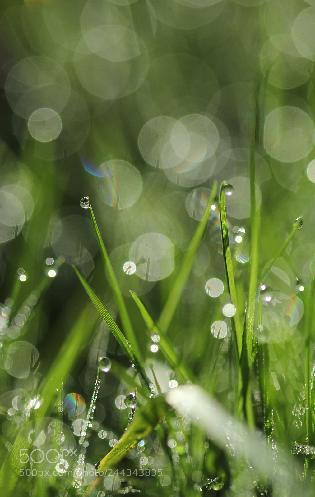 Canon EOS 60D sample photo. Green drop photography
