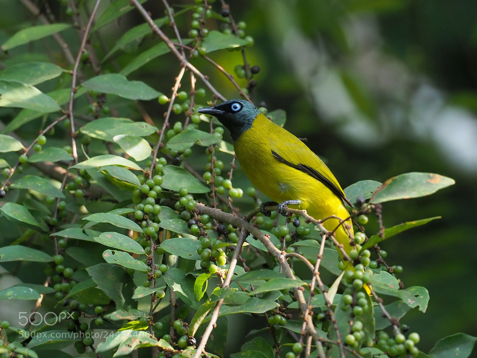 Olympus OM-D E-M1 Mark II sample photo. Black-headed bulbul photography