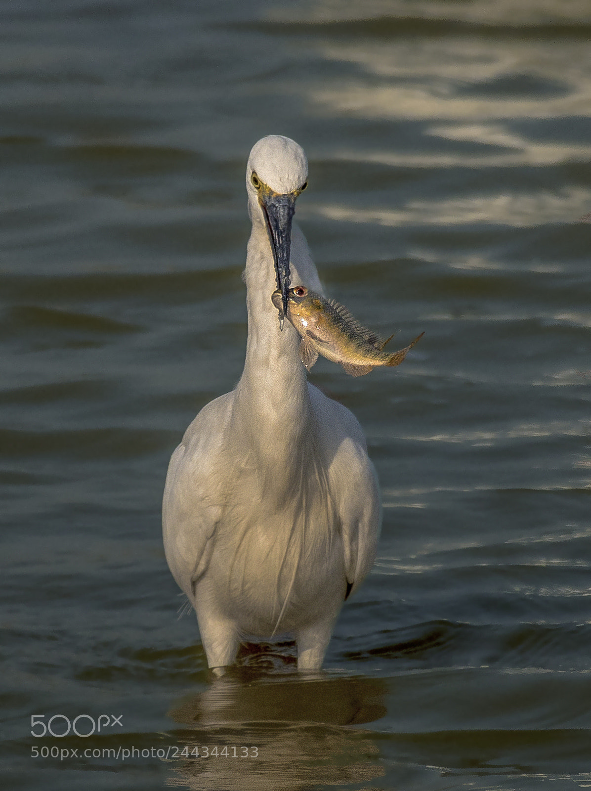 Nikon D500 sample photo. Nature photography
