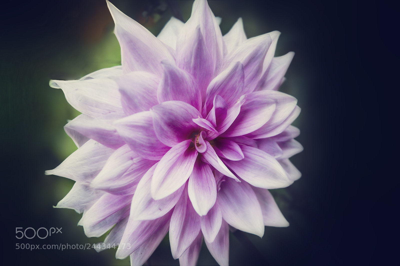 Nikon D40 sample photo. Dahilia photography