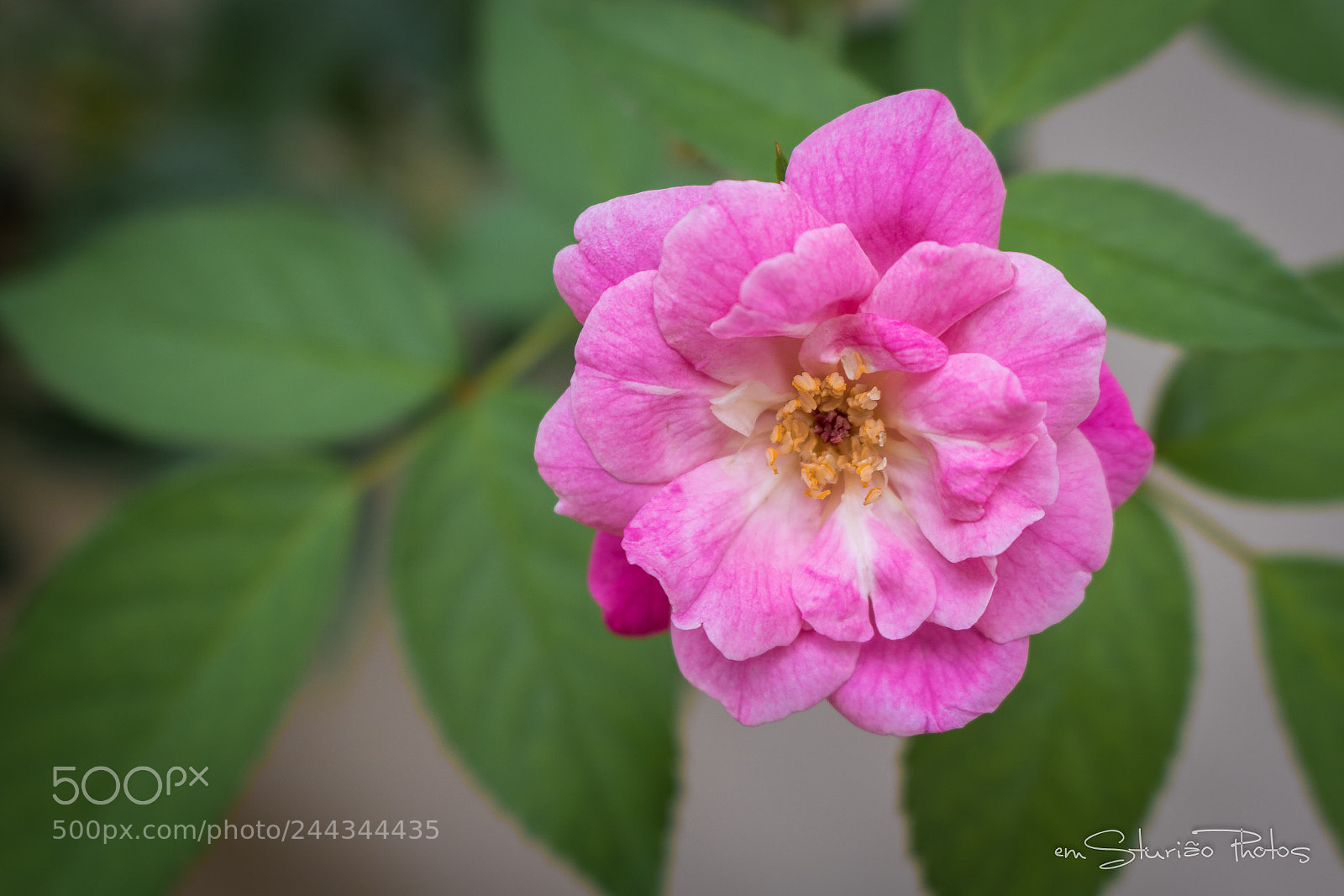 Canon EOS 750D (EOS Rebel T6i / EOS Kiss X8i) sample photo. Flor photography