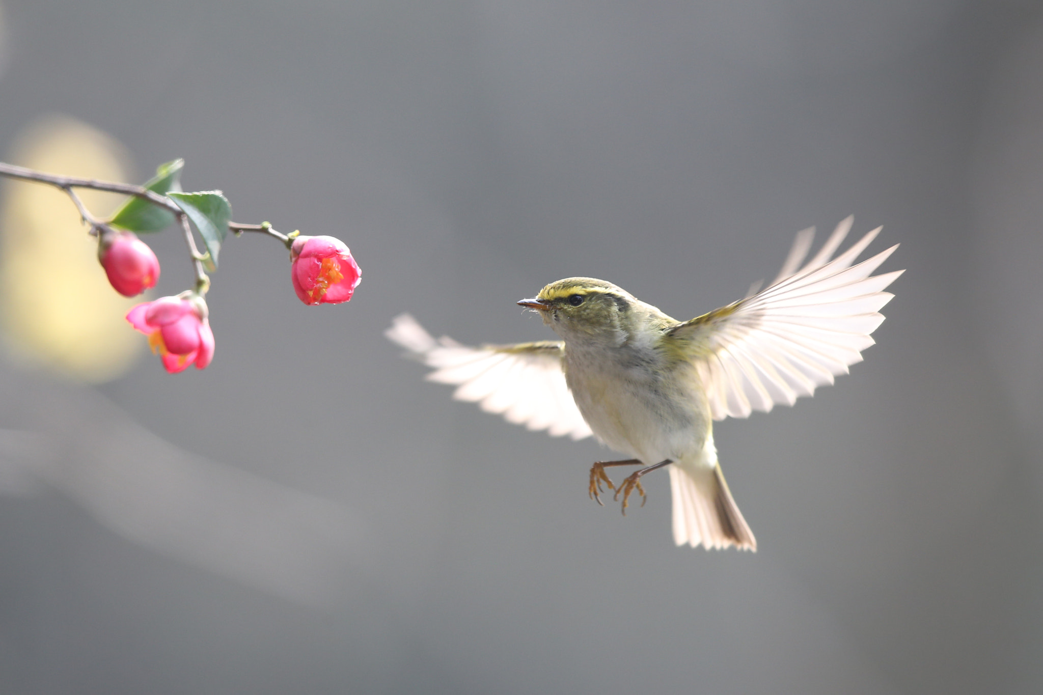 Canon EF 600mm F4L IS II USM sample photo