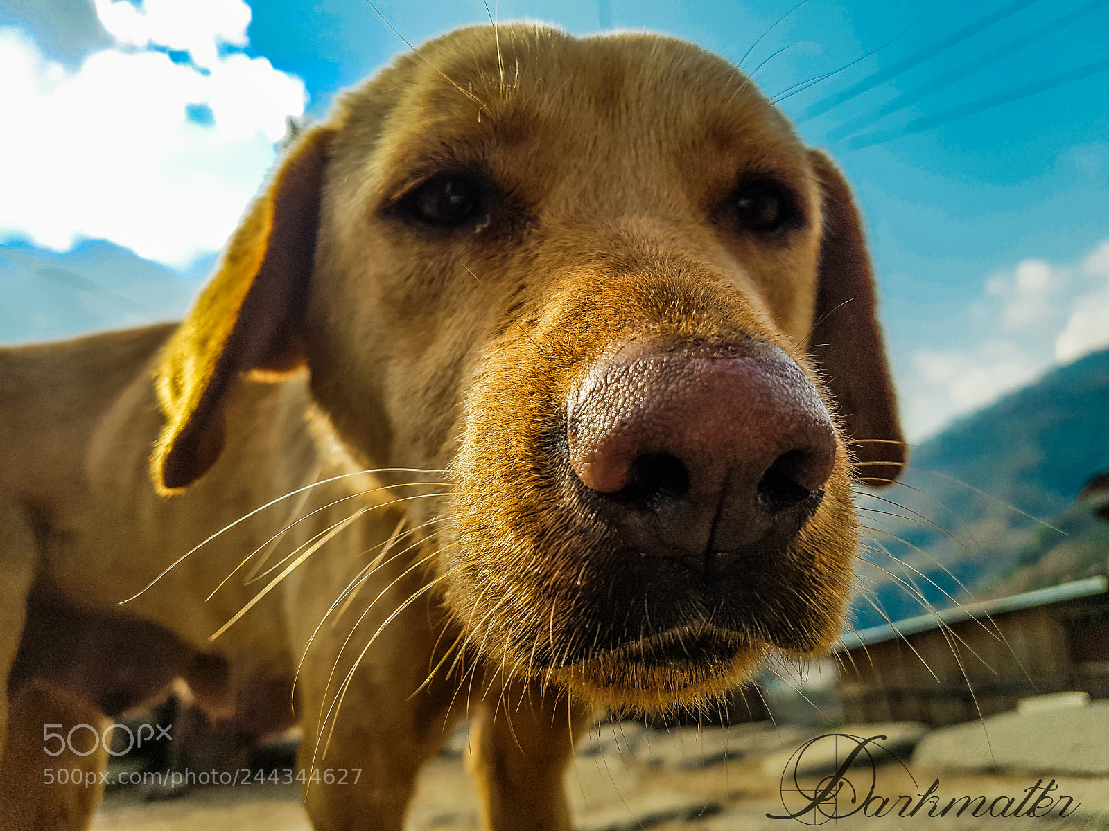 Samsung Galaxy S7 sample photo. Mountain dog photography