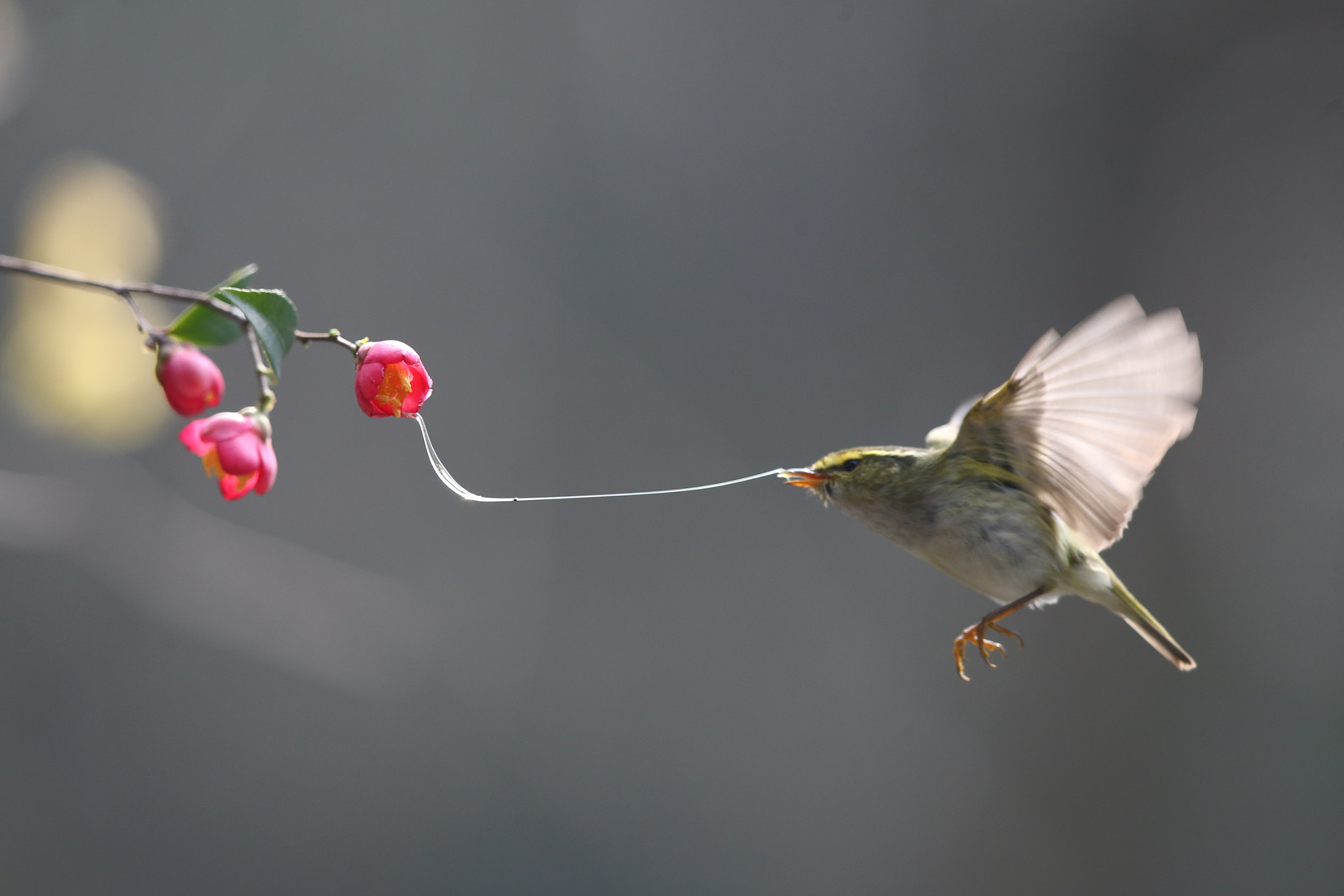 Canon EF 600mm F4L IS II USM sample photo