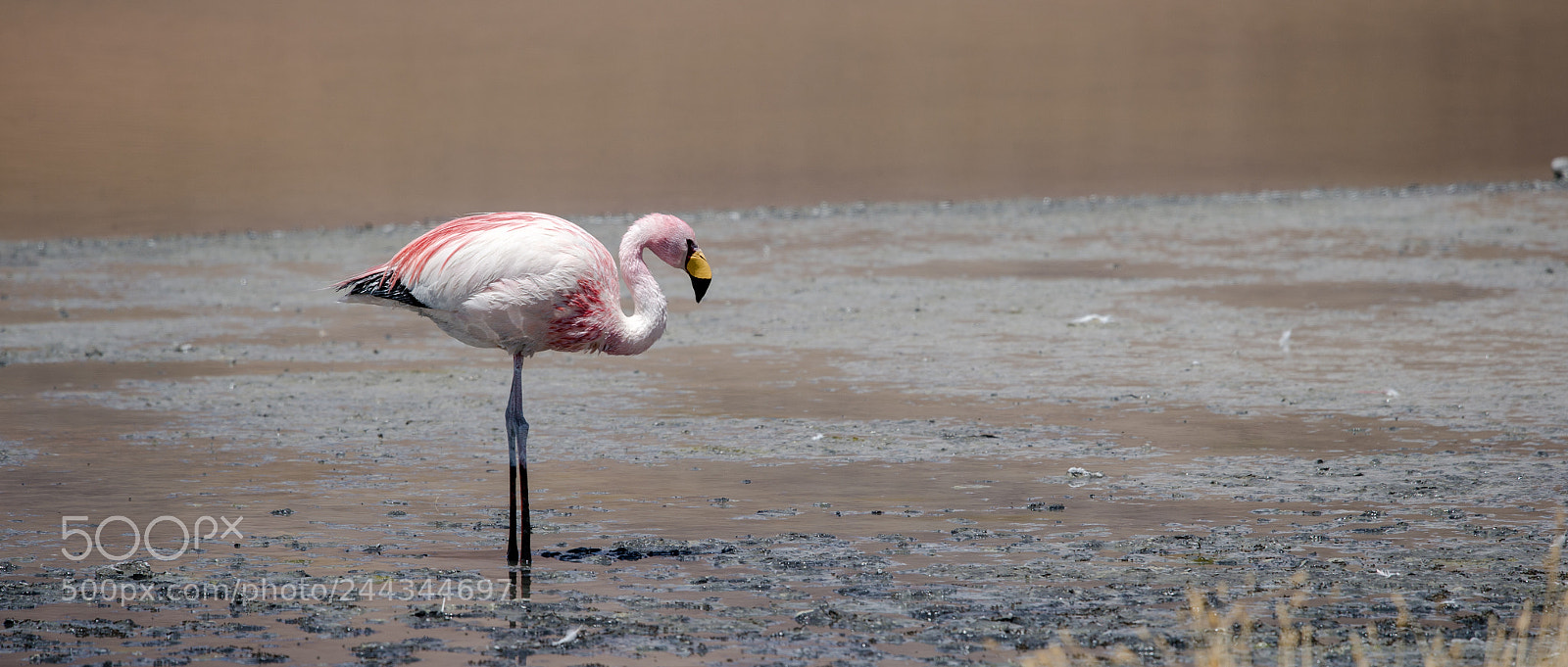 Nikon D4 sample photo. Flamingo in the lake photography