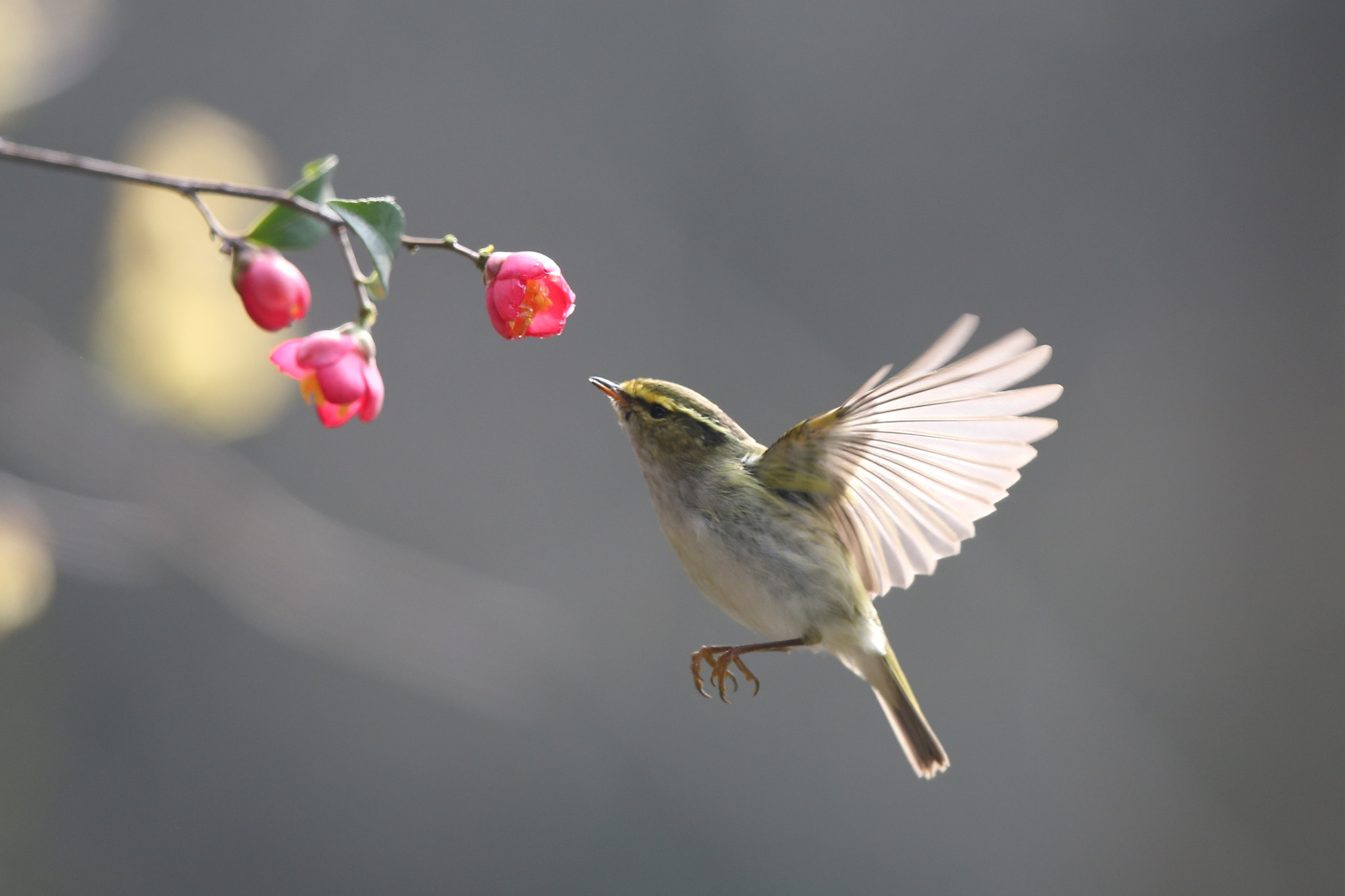 Canon EF 600mm F4L IS II USM sample photo