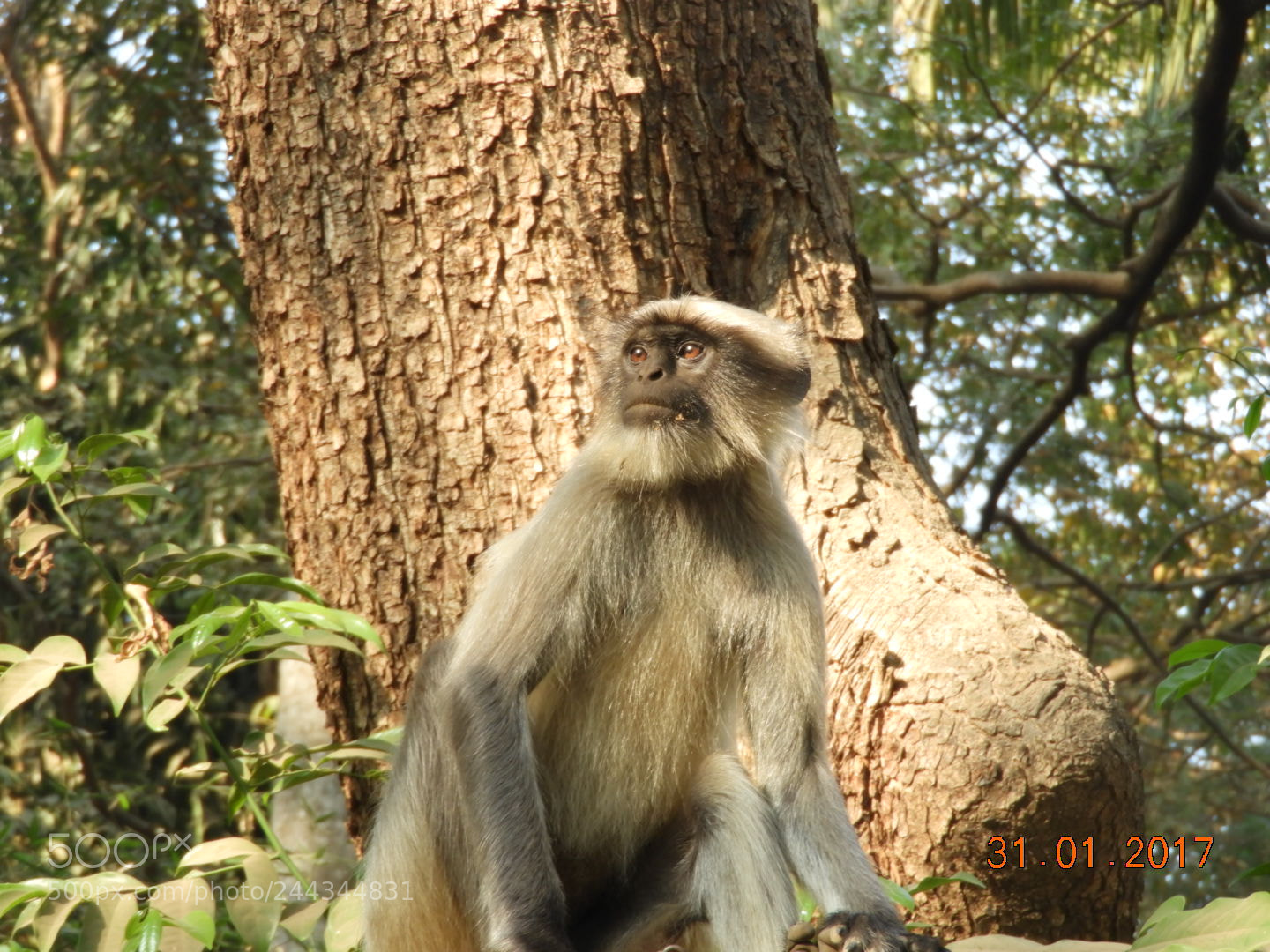 Nikon Coolpix B700 sample photo. Gray langur photography