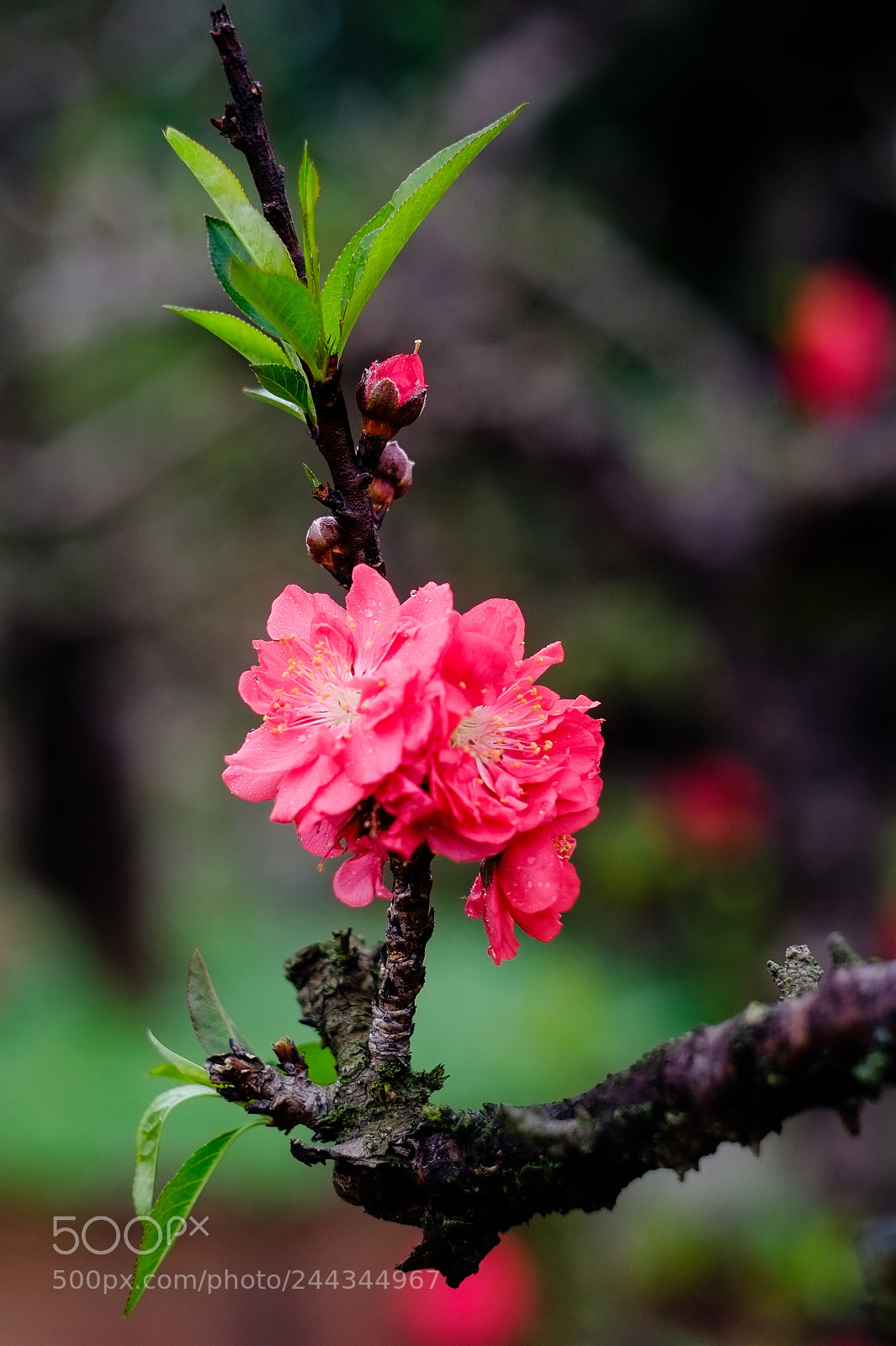 Fujifilm X-E1 sample photo. Blossom photography