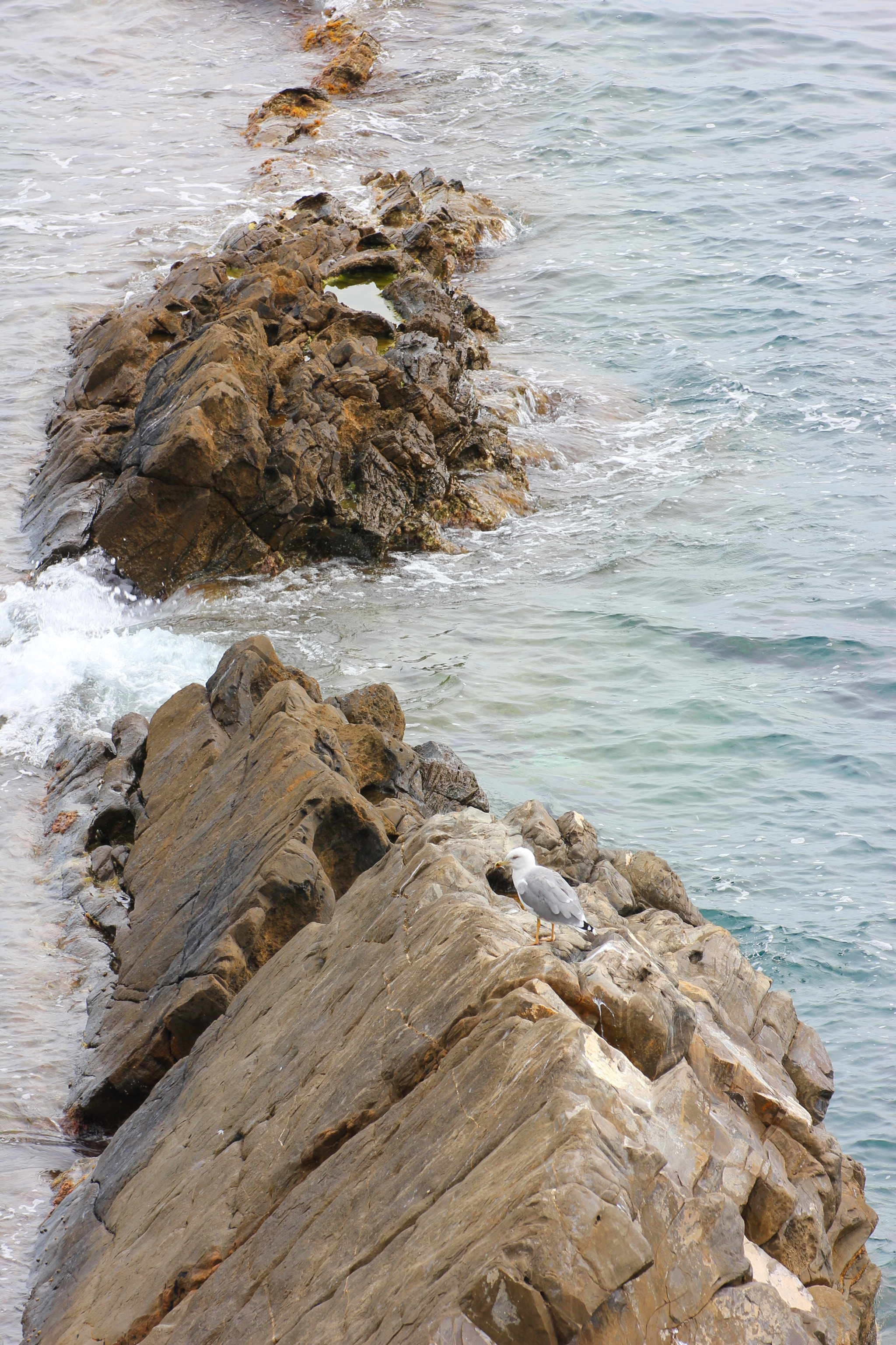 Canon EOS 550D (EOS Rebel T2i / EOS Kiss X4) sample photo. Seagull contemplating the sea photography