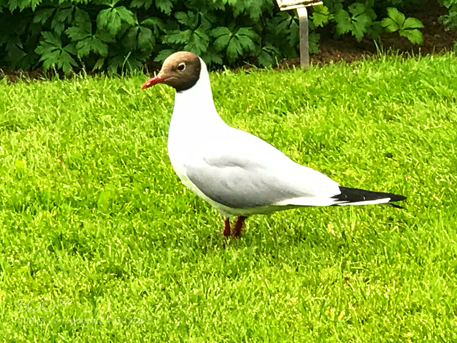 Apple iPhone 7 Plus sample photo. Untitled photography