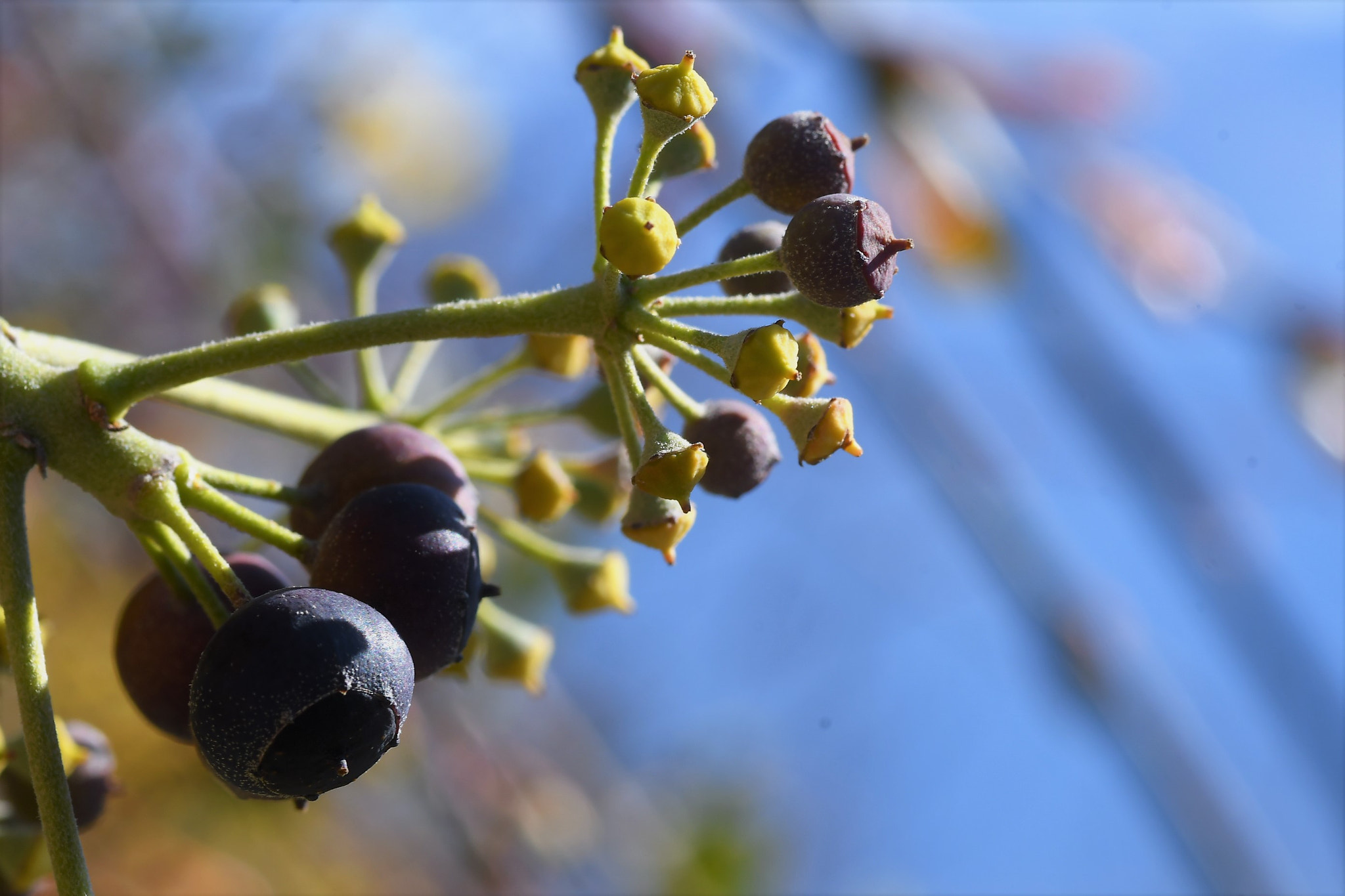 Nikon D500 sample photo. Primavera? photography