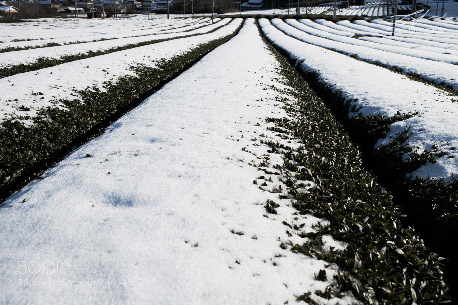 Nikon D850 sample photo. Draw a white line photography