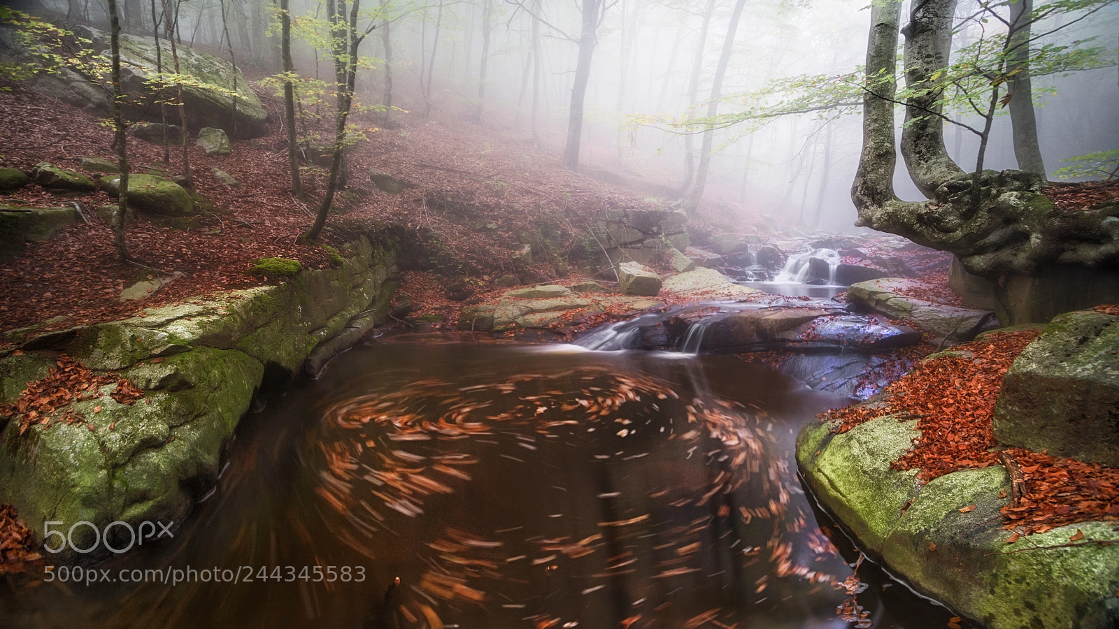 Nikon D610 sample photo. Dream forests photography