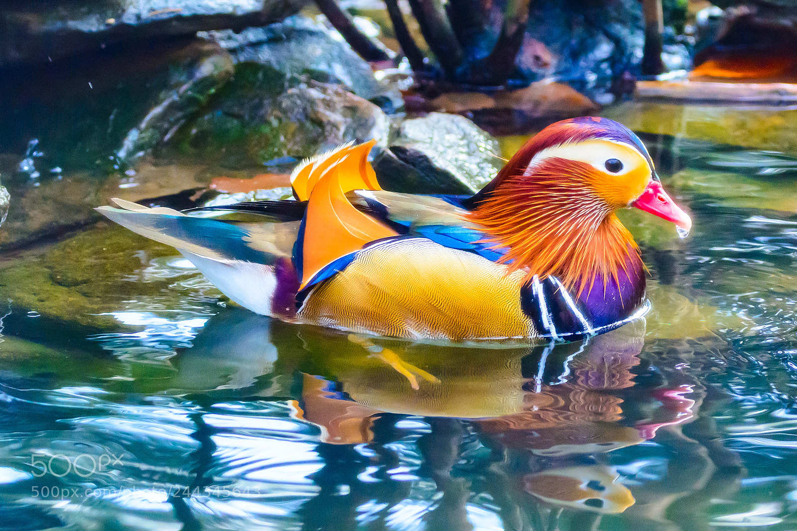Nikon D7100 sample photo. Fancy duck photography