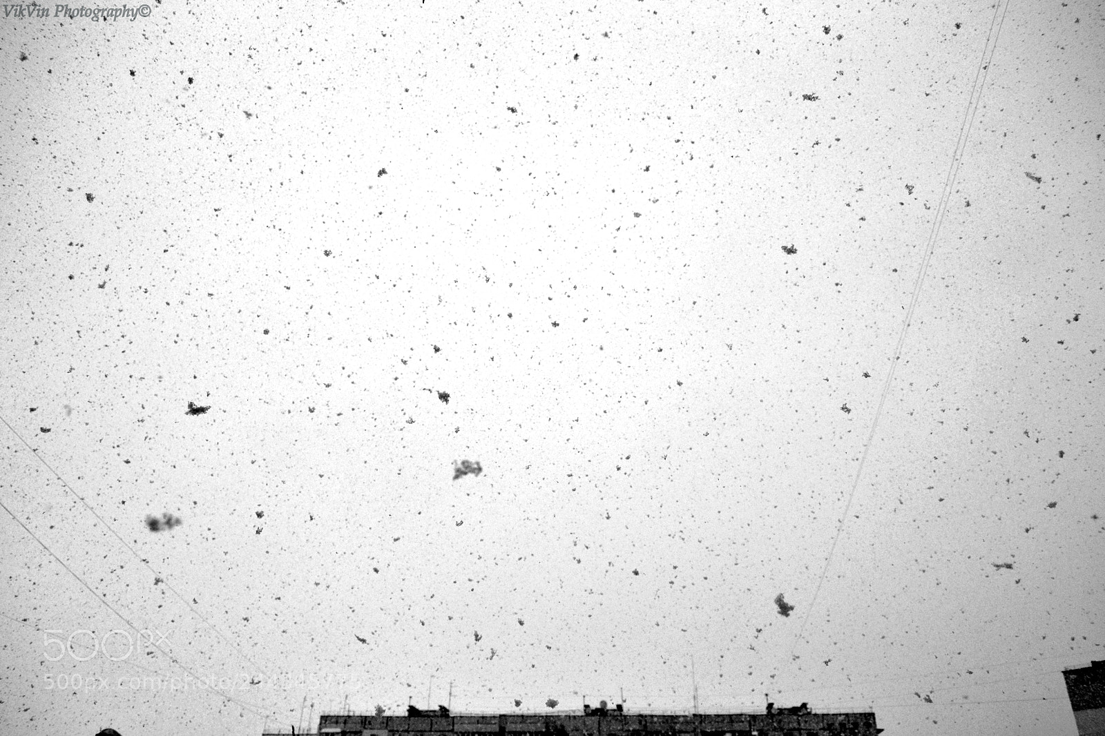Nikon D3100 sample photo. Black and white blizzard photography