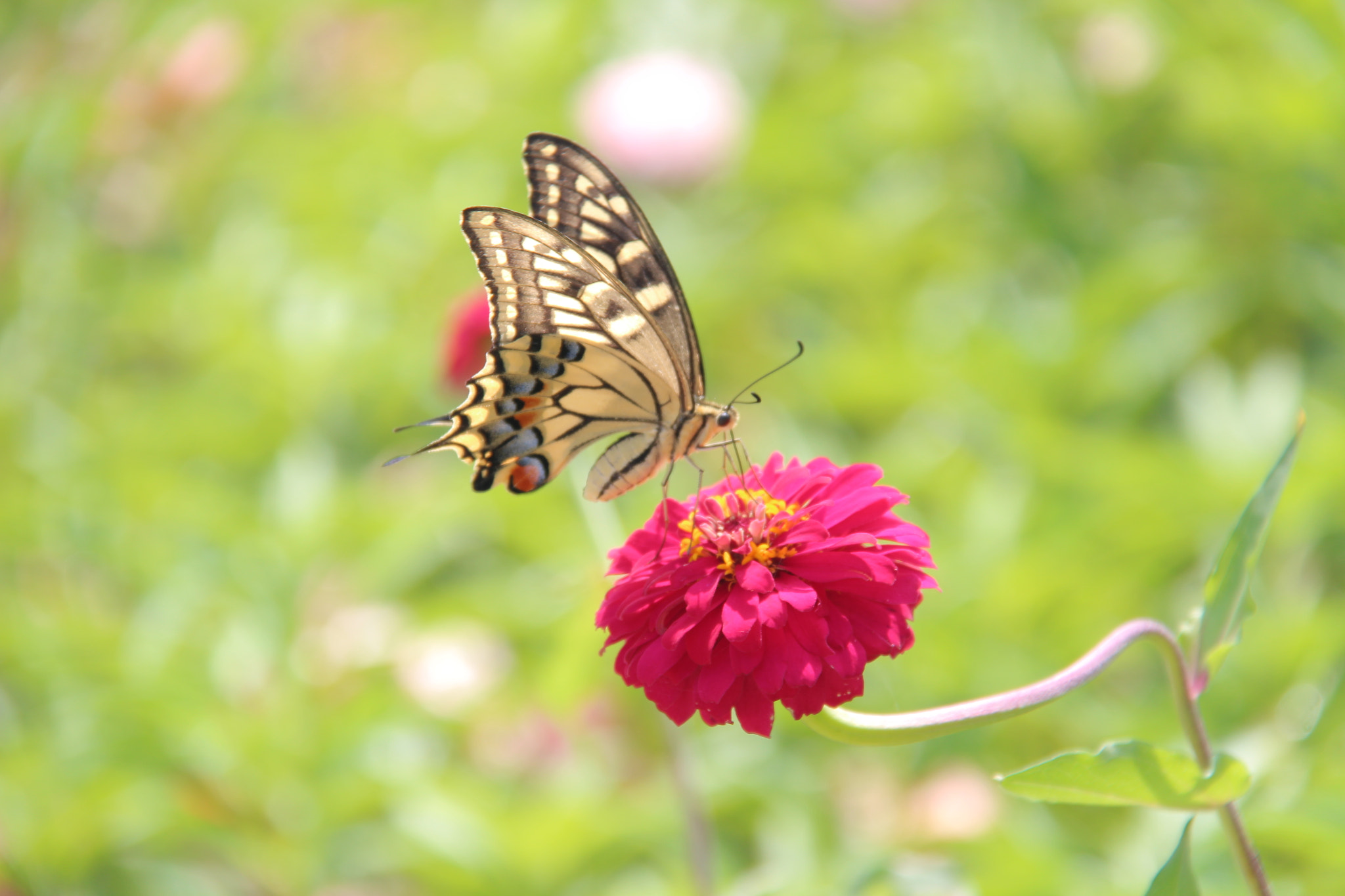 Canon EF-S 18-200mm F3.5-5.6 IS sample photo. Img photography