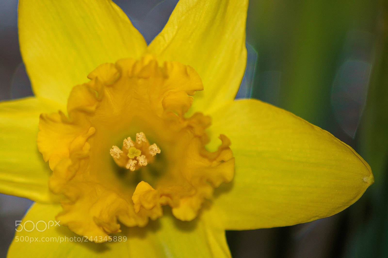Nikon D3200 sample photo. Daffodil photography