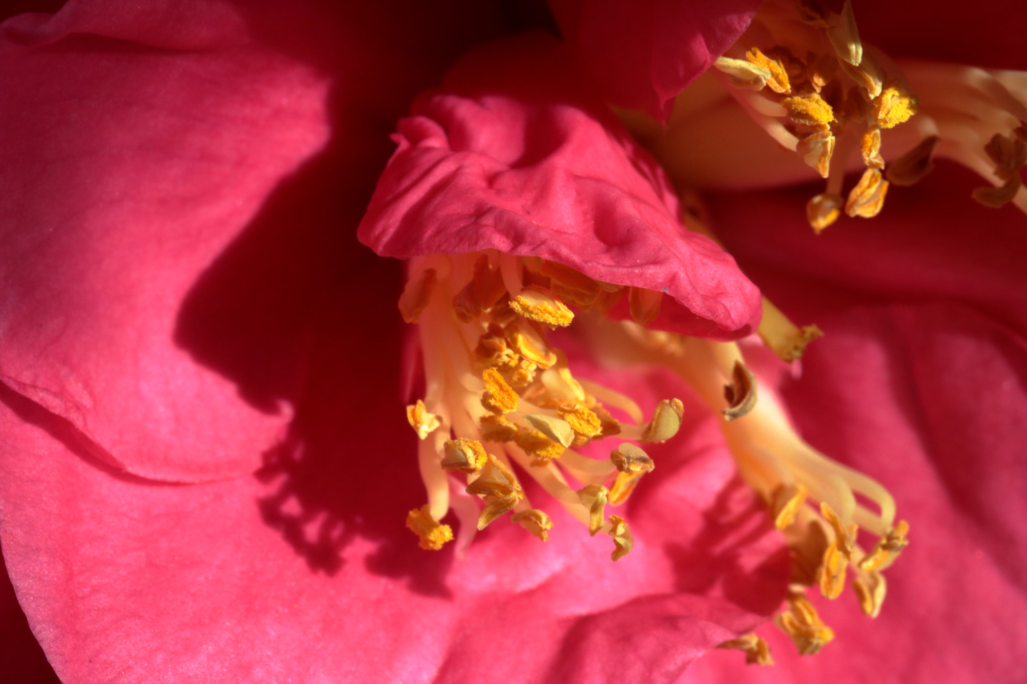 Canon EOS 750D (EOS Rebel T6i / EOS Kiss X8i) + Canon EF-S 60mm F2.8 Macro USM sample photo. Camellia bloom photography