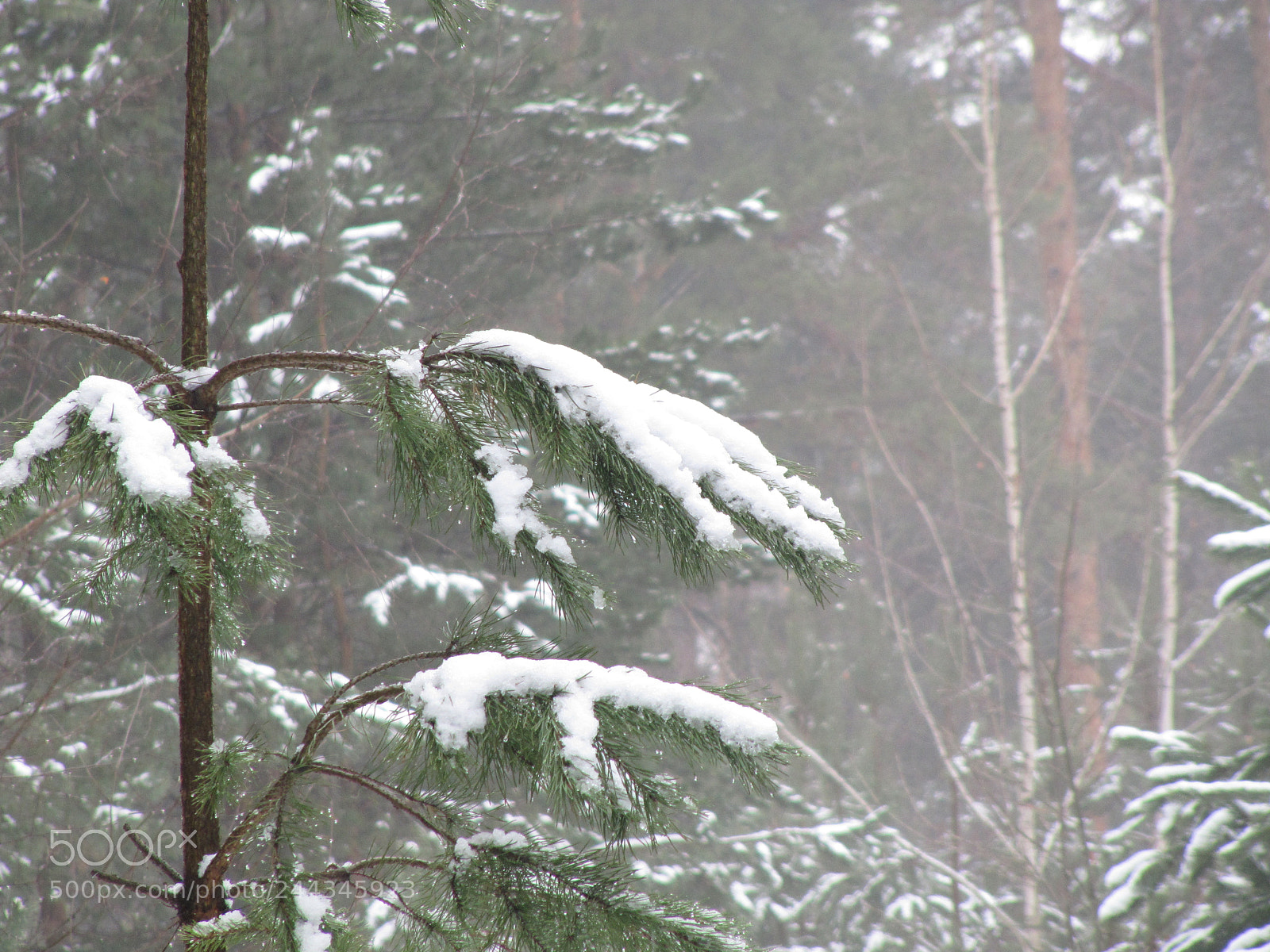 Canon PowerShot SX200 IS sample photo. Pine forest photography