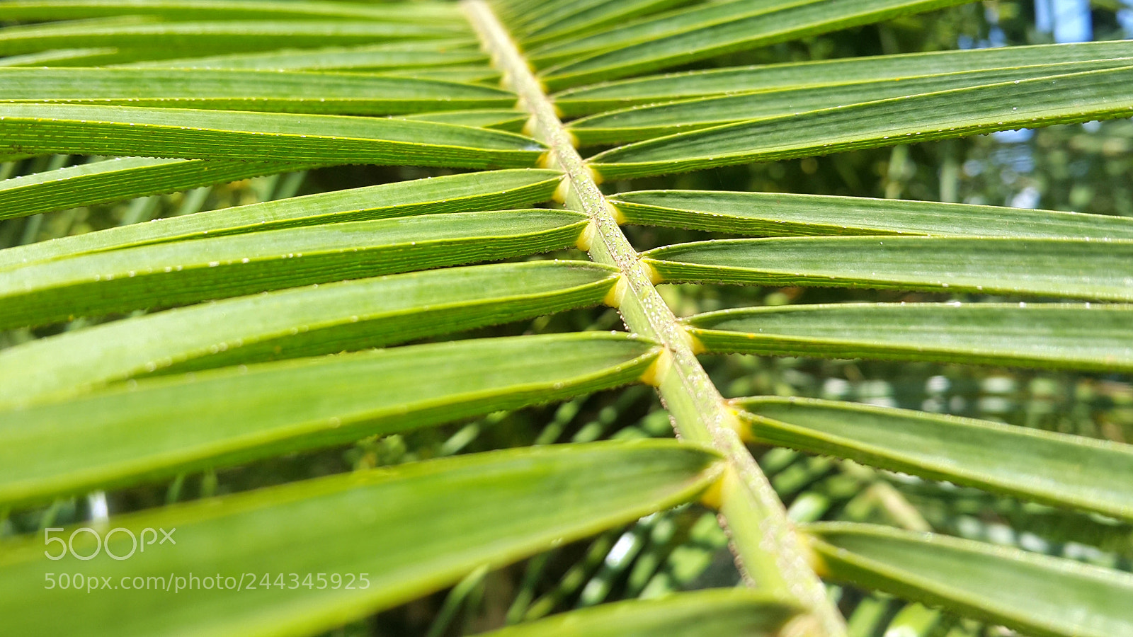 Samsung Galaxy Note4 sample photo. Natureza photography