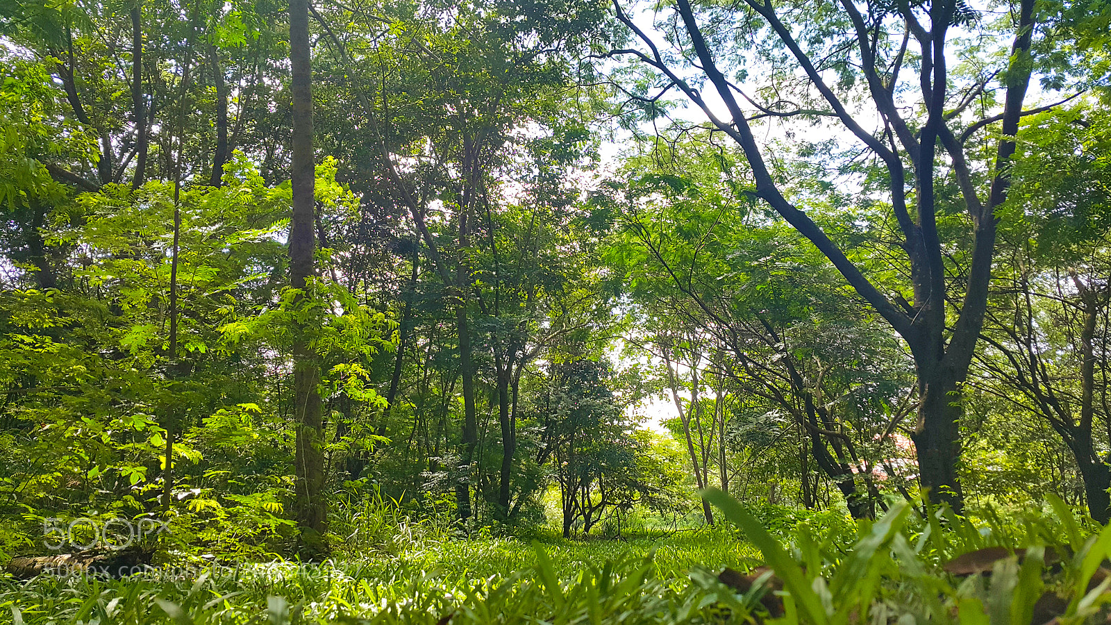 Samsung Galaxy Note4 sample photo. Natureza photography