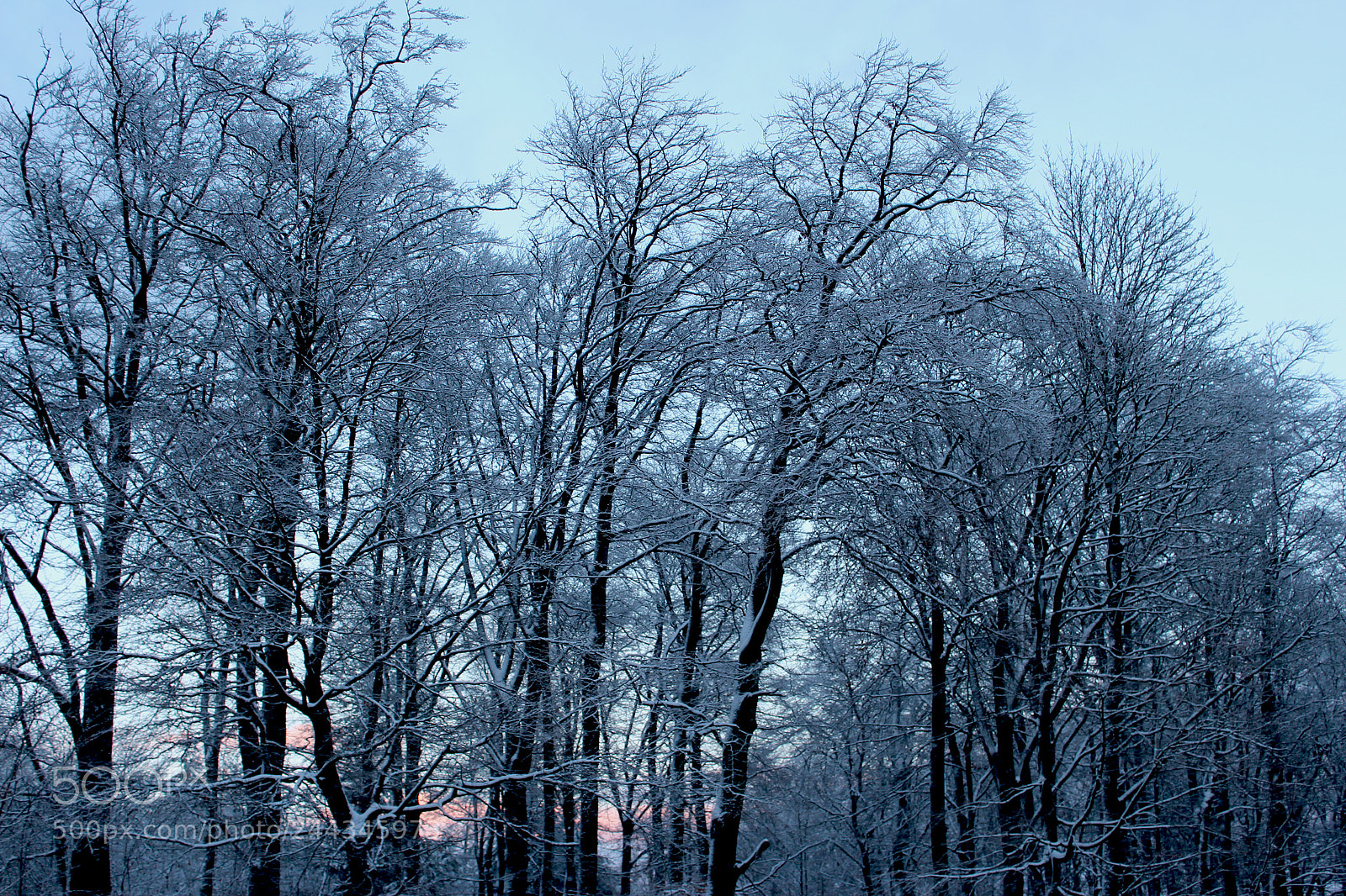 Canon EOS 650D (EOS Rebel T4i / EOS Kiss X6i) sample photo. Trees and snow photography