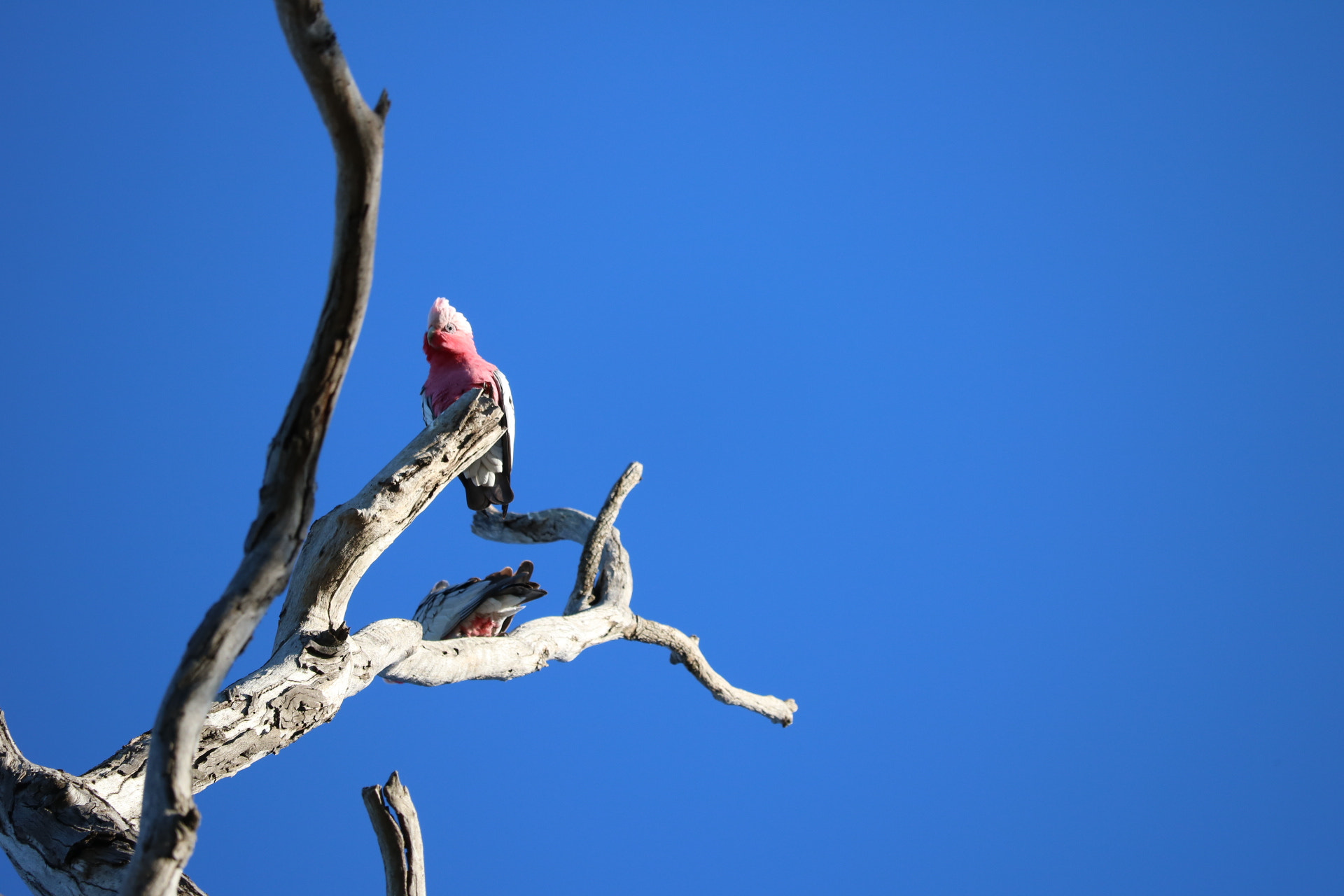 Canon EOS 750D (EOS Rebel T6i / EOS Kiss X8i) + Canon EF-S 55-250mm F4-5.6 IS STM sample photo. Galahs enjoying life photography
